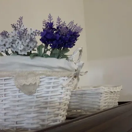 Little House 阿尔盖罗